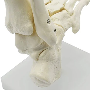 1:1 Ľudská Kostra Nohy Anatómie Model Nohu a Členok s Ramienka Anatomický Model Anatómie Učebné Zdroje